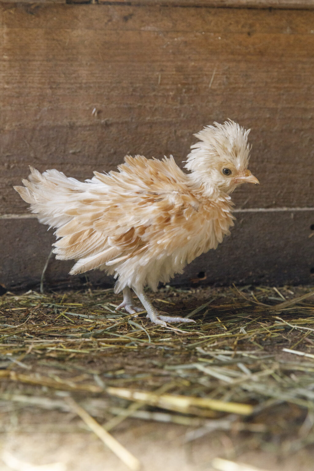 Hühner mit Frisur – Das Leben als Gesamtkunstwerk